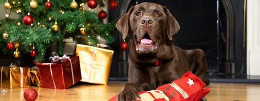 7 Truly Special Christmas Presents for Dogs Purina UK